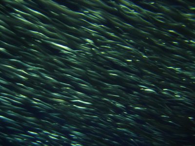 Sardines at the Monterey Bay Aquarium.