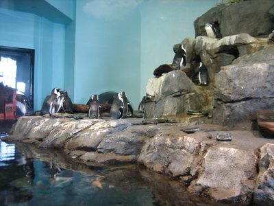 The photos of the penguins now just make me think of the...