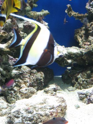 I'm pretty sure this one tank had every fish in "Finding Nemo".