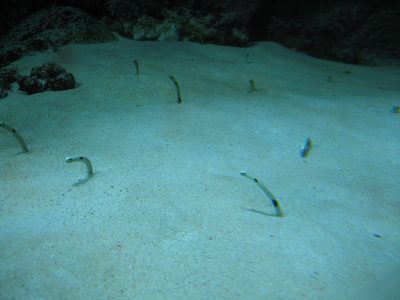 Little worms sticking their heads out of the sand.