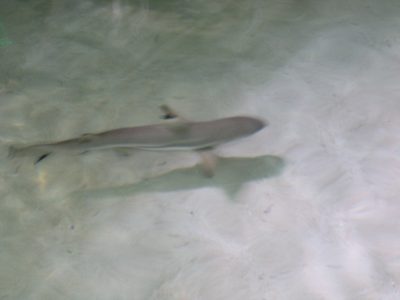 Terrible photo of a blacktip reef shark.  Included just...