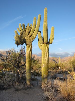 Crazy crested saguaro in Sabino Canyon.