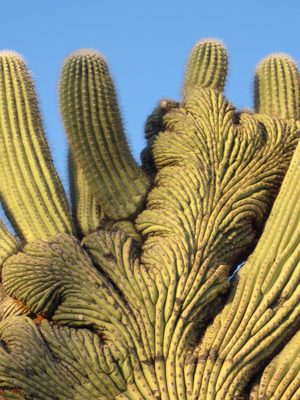 Close-up of the crested saguaro.