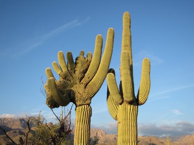 I like that the messed up saguaro has a normal-looking buddy.