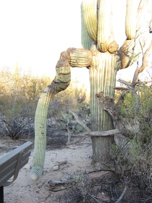 A saguaro that has seen some rough days, but is still doing well.