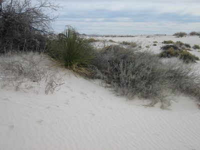 The vegetation was kind of desert-like, but with a less...