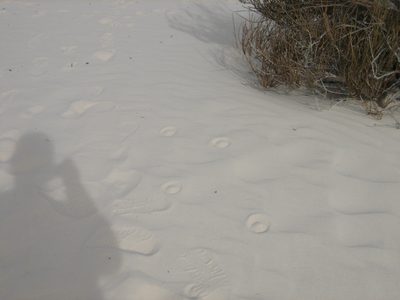 I found the tracks of a bizarre creature!  We finally...