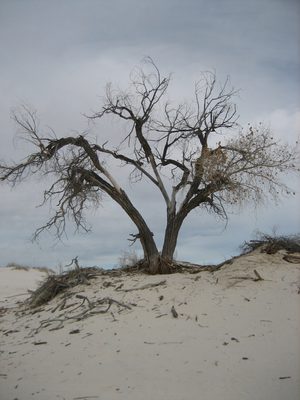 A big tree.  We were hoping to see more wildlife (an owl...