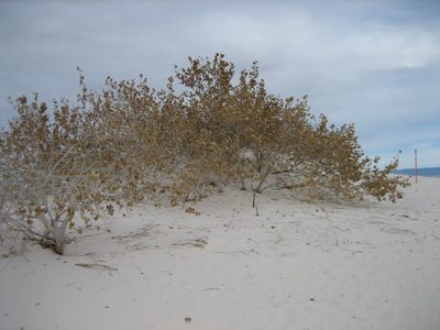A sign informed us that trees grow from the real ground,...
