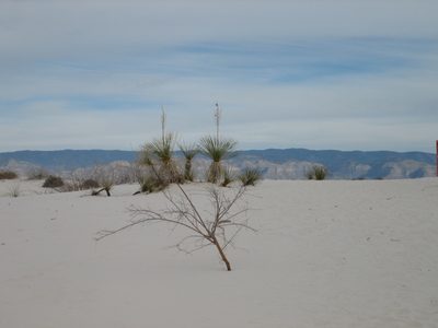 Sands, plants, mountains...