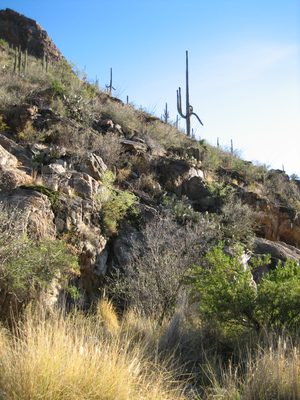 This hike was a great way to show off the plants of...