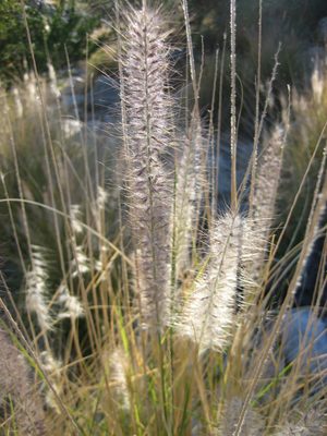 Fuzzy plant tops.