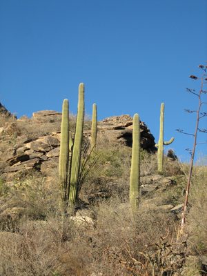 Twinsie saguaros.