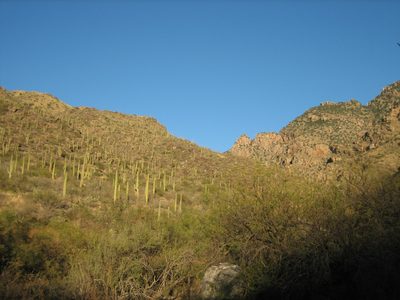 Looking up into Pima Canyon.  The trail wound from the...