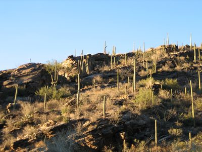 Saguaros stand at attention.