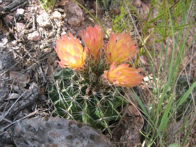 Pretty cactus in bloom.