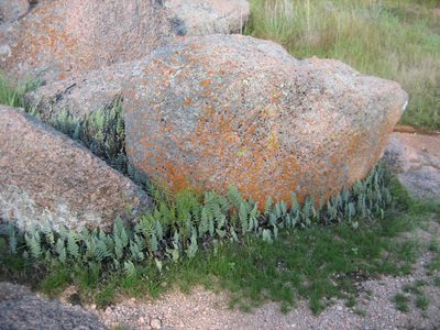 A lot of smaller boulders had these ferns growing all...