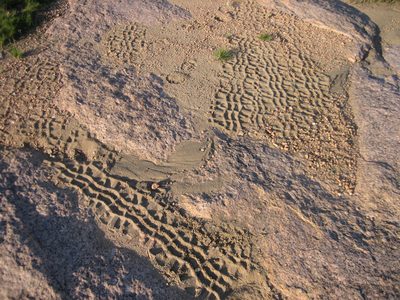 What animal makes this kind of track?  Turns out we had...
