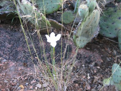 I really liked these little flowers (the detail of which...