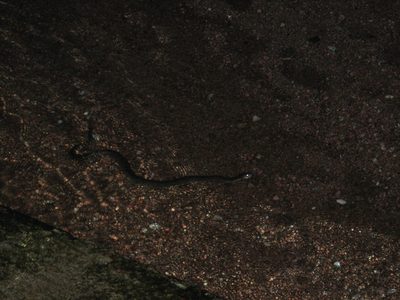 Who doesn't love a water moccasin?

This guy was just...