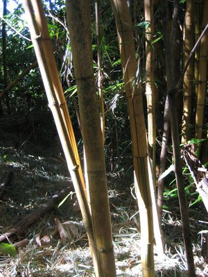 Bamboo grove in the coffee plantation.