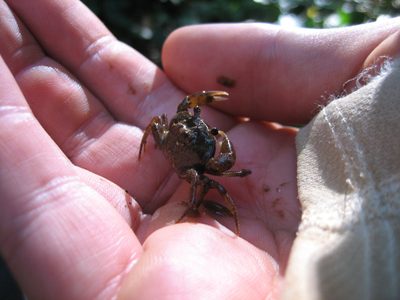 Baby crab that Miguel dug out of the creek to show us. ...