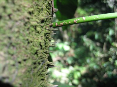 Detail of a thorny plant.  Our guides were sure to tell...