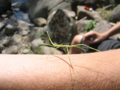 Weird little stick bug thing.