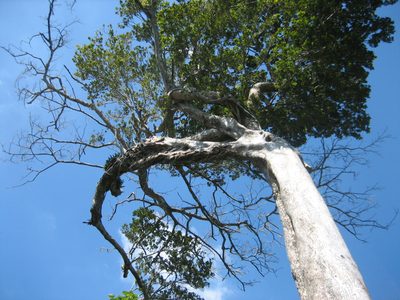 Another tree being eaten by that invader species.