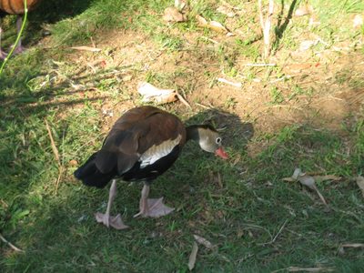 Uno pato!  The ducks at the hostel were awesome.  They...