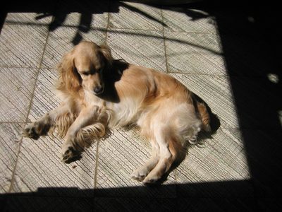 Rex, the adorable puppy of Mama y Papa's.  He was always...
