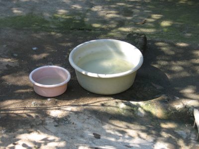 Duck bath!  They loved playing in this thing, splashing...