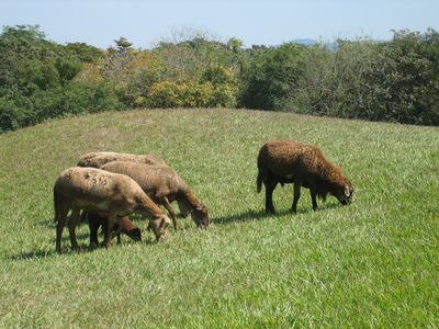 Sheep!  There was a small flock of sheep grazing around...