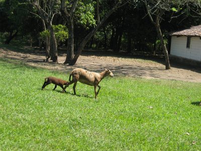 Cute little sheep.
