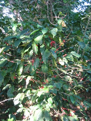 We are now crossing another coffee plantation, on our...
