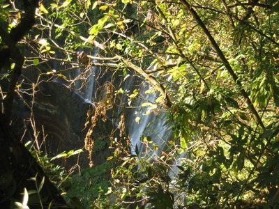 Looking down through the trees to the canyon and...