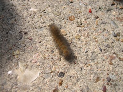 There were giant fuzzy caterpillars everywhere.  They...
