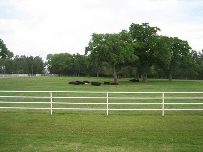 Cows laying down, watching us exercise.