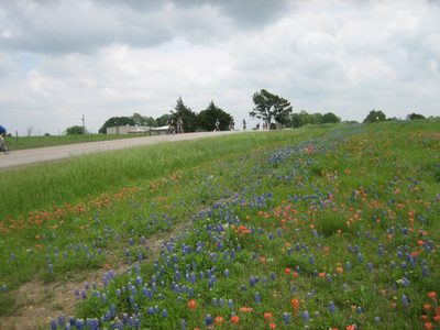Riders coming up over the hill near the wildflowers.
