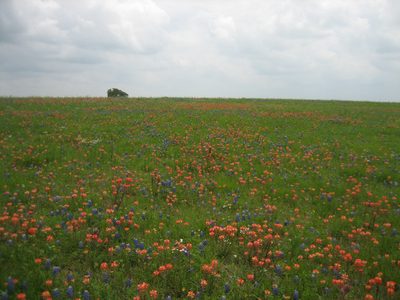 Looking up at the flowers with no bikers.