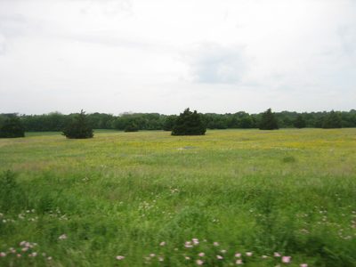 Fields of flowers.