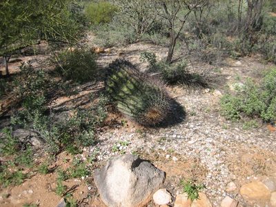 Poor fallen-over cactus over the back patio wall.  We...