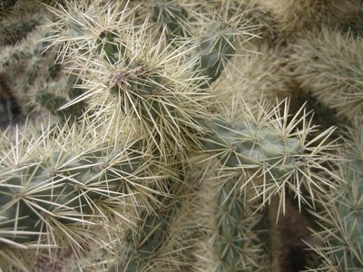 Mmm, cuddly teddy bear cactus.