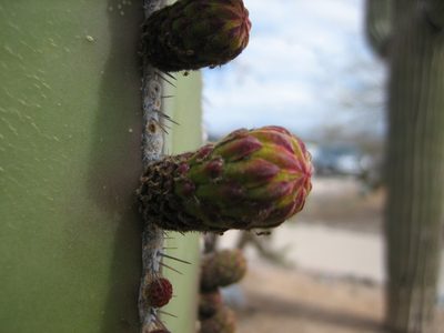 Flowers on the side of a cactus.
