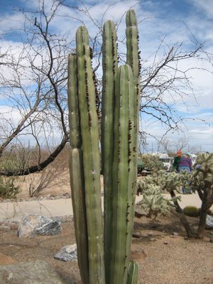 That same cactus, from further away.