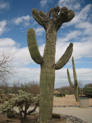 I think this kind of formation on a saguaro is fairly rare.