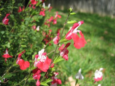 The flowers are really pretty -- pink, white, and pink and white.