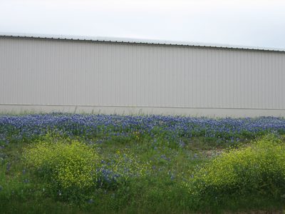 More pretty flowers!  The bluebonnets are out in force...
