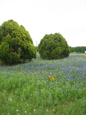 More trees and flowers.