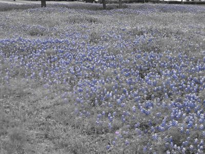 Fields o' flowers.